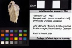 Foto (Objket + Etiketten) von Decapoda indet. 